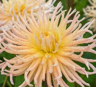 Dahlia 'Apricot Star'