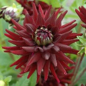 Dahlia Cactus: Dahlia 'Tamburo'