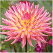 Dahlia Cactus: Dahlia 'Karma Sangria'