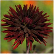 Dahlia Cactus: Dahlia 'Black Jack'
