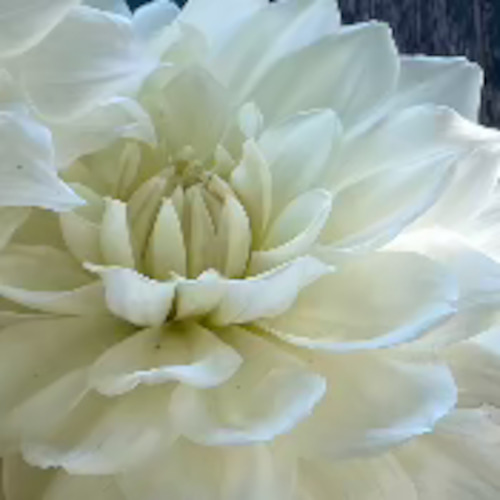 Dahlia 'Joel Louisa'