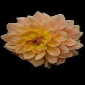 Dahlia 'Karma Gold'
