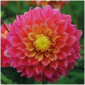 Dahlia Decorative Small Flowered: Dahlia 'Kogane Fubuki'
