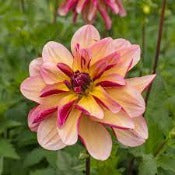 Dahlia 'Dark Butterfly'