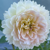 Dahlia Waterlilly Flowered: Dahlia 'Rosemary Webb'