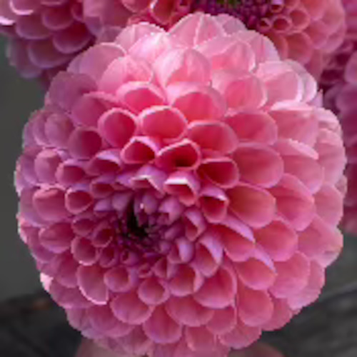 Dahlia 'Hamari Rose'