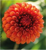 Dahlia Ball Flowered: Dahlia 'Brown Sugar'