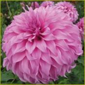 Dahlia Decorative Large Flowered: Dahlia 'Vassio Meggos'