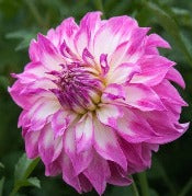 Dahlia 'Colorado Classic'
