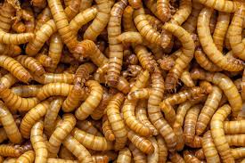 Pet Food: Bugs 4 You Mealworm 1000pk