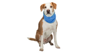 Dog Health Wellbeing 1: Trixie Cooling Bandana Large