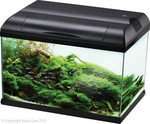 Fish Aquariums Tanks: Aqua One Ecostyle 81 Tank