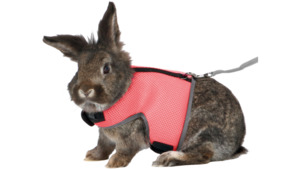 Small Animals: Trixie Soft Harness Rabbit Large