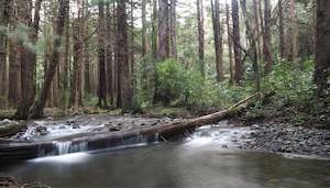 KIRIWHAKAPAPA TARARUAS