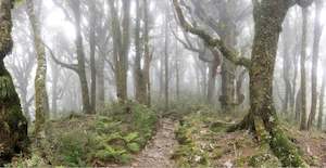 Tararuas: TARARUAS  HOLDSWORTH TRACK