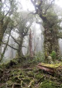 Tararuas: HOLDSWORTH