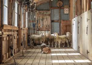 Buildings: SHEARING SHED WAIATA