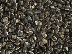 Bird Seed: Topflite Sunflower Seed