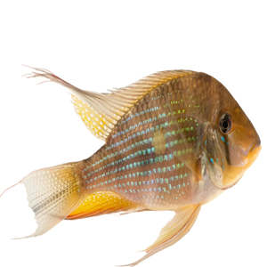 Threadfin Acara Acarichthys heckelii