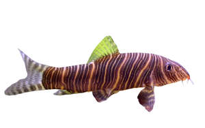 Botia Striata Zebra Loach
