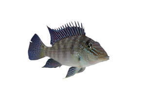 Live Fish: Geophagus Whitespot Eartheater (Leucosticta)