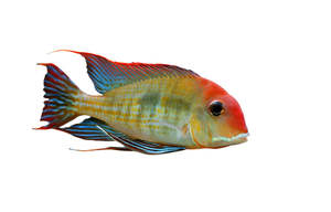 Geophagus Red Head Tapajos