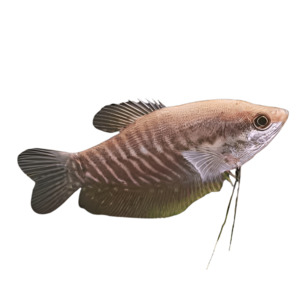 Snakeskin Gourami
