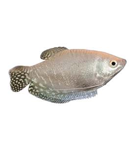 Platinum Gourami