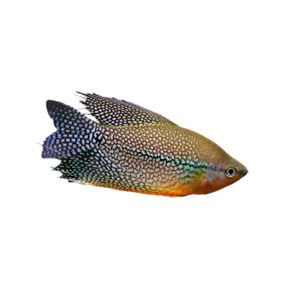 Live Fish: Pearl Gourami