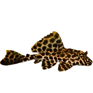 Red Spot Pleco