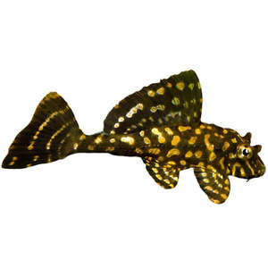 Gold Spot Pleco