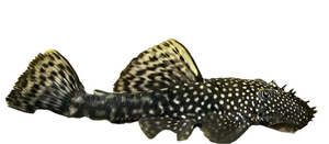 Bristlenose Catfish Common