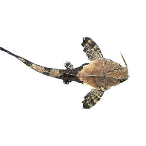 Pleco: Banjo Catfish