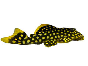 Pleco: Gold Nugget Pleco