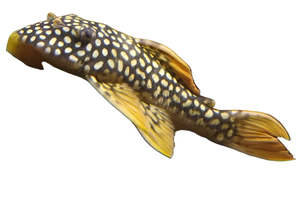 Pleco: Goldie Sunshine Pleco L014