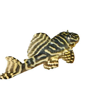Pleco: Colombian Zebra Pleco L129
