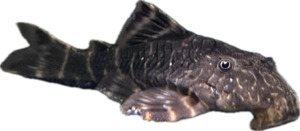 Clown Pleco L104