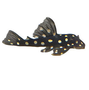 Pleco: Snowball Orinoco Angel Pleco