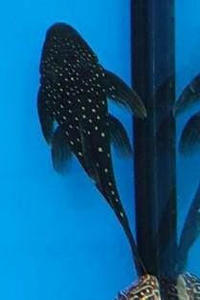 Pleco: Blue Phantom Pleco L128