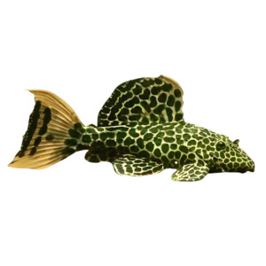 Pleco: Leopard Cactus Pleco L114