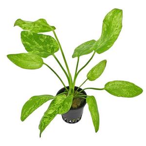Marble Queen Sword Aquatic Plant