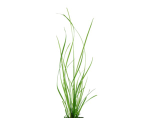 Aquatic Plants: Cyperus Helferi Live Plant