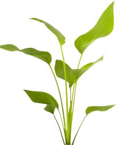 Aquatic Plants: Argentinensis Sword - Echinodorus Argentineans