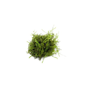 Java Moss Live Aquatic Plant