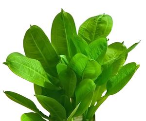 Aquatic Plants: Parviflorus Tropica Sword Plant