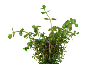 Dwarf Rotala Rotundifolia Indica