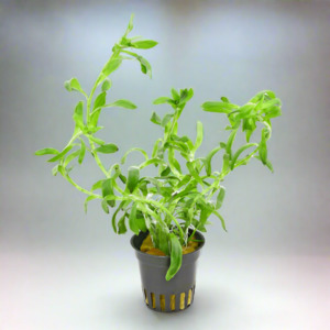 Aquatic Plants: Stargrass (Heteranthera Zosterfolia) Aquatic Plant