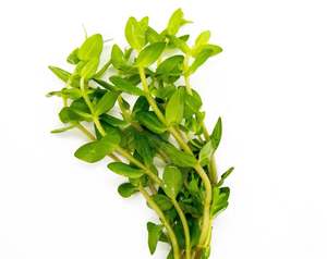 Giant Red Bacopa Caroliniana Live Aquatic Plant