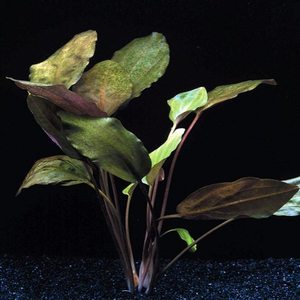 Crypt Cordata Live Aquatic Plant