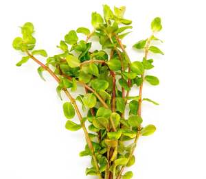 Aquatic Plants: Rotala Macrandra Pink Live Aquatic Plant